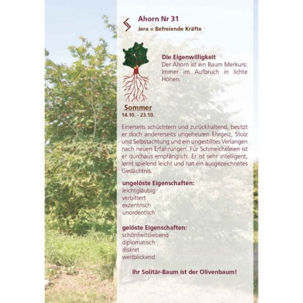 31 ahorn 1410 2310 sommer 1