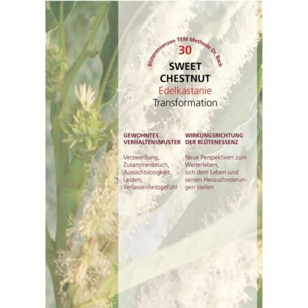 sweet chestnut edelkastanie 1